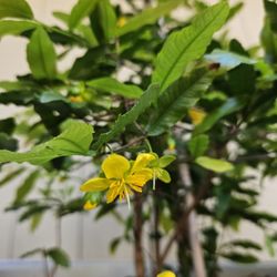 Ochna Integerrima (Mai Vietnam) Plants In 15.5"Ceramic Porcelain Planter