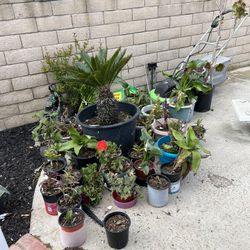 Ornamental Plant Sale.very Cheap