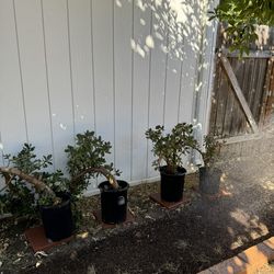 Jade Plants