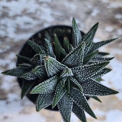 Zebra Cactus. Succulent Rooted In 2.5 Inch Pot 