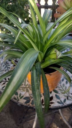 Spider plant.