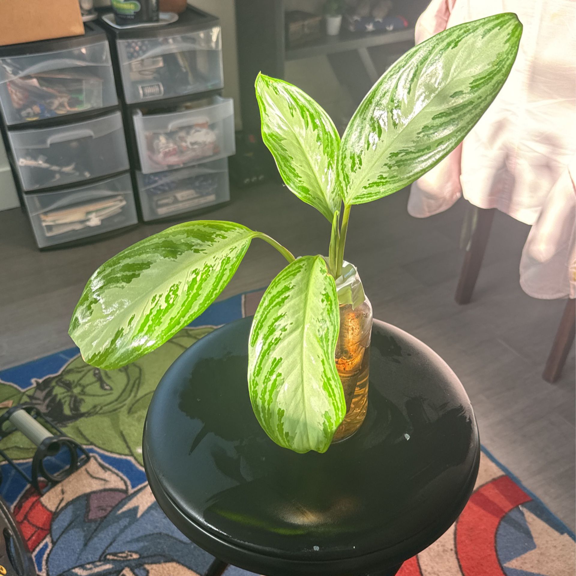 Beautiful Indoor plant, Decorative / Accent