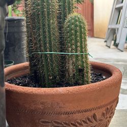 In A Clay Pot 4 Pz Cactus …2 Ft And Half Tall ..$50.00  Firm