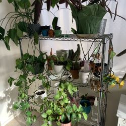 Plant Metal Shelving 