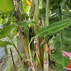  Namwah banana Plant/ Tree  "ice cream banana"