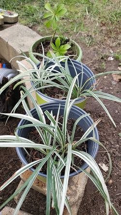Beautiful green and white grass plant