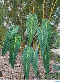 6” philodendron esmeraldense ( first pic when mature )