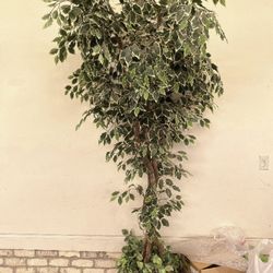 Big Tree 