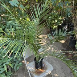 Date Palm Tree 