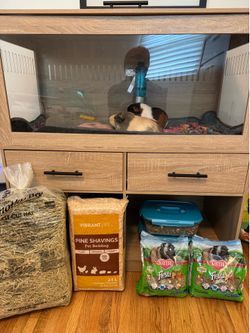 Complete Guinea Pig Starter Kit! 2 Sweet Female Guinea Pigs + Deluxe Enclosure & All Supplies