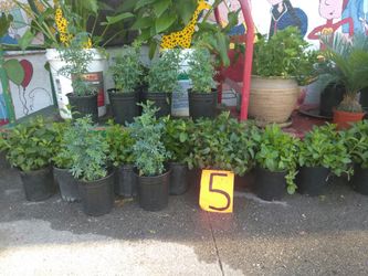 Plantas