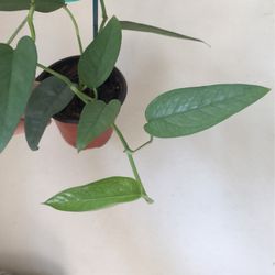 Beautiful Cebu Blue Pothos Plant 