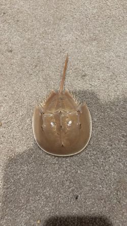 Horseshoe crab shell