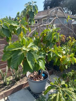 Free Avocado Tree