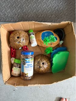 Hermit crab essentials