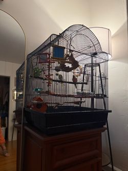 Parakeets FREE NEEDS HOME!