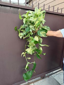6” XL snow queen pothos