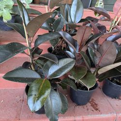 Healthy Rubber Plants For $28 each