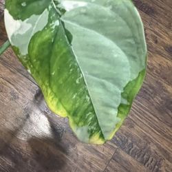 Variegated Chiapense Rare Plant ( Pls Read Description Below)