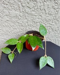 Hoya  Margin  plant