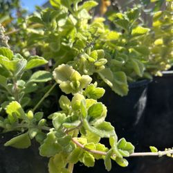 Oregano