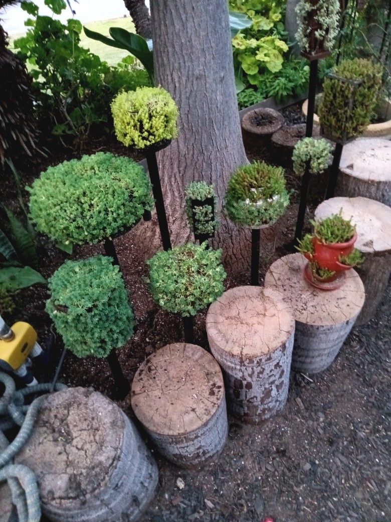 Succulents - displayed in unique planters