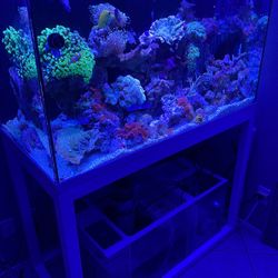 150 Gallon Saltwater Reef Aquarium With Custom Stand