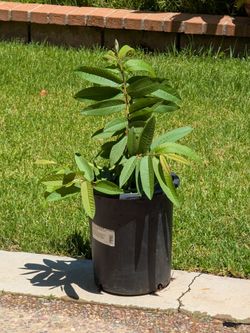 GUAVA TREE