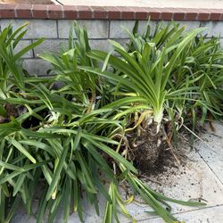 Lily Of The Nile, Agapanthus, African Lily Cheap Bulk Landscape 