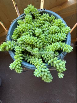 Donkey tail succulent