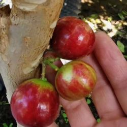 SUPER RARE Giant Red Diamond Jaboticaba 4 Season Fruit Tree Jabuticaba Brazilian Grape like Berries