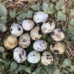 Quail Eggs