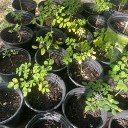 Moringa Trees