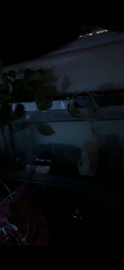 axolotl fish tank accessories