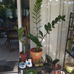 Zamioculcas ZZ plant 2.5 Feet tall