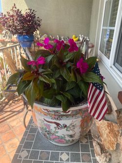 8/31 LAST Plants left from my Plant Sale last weekend in Hawthorne