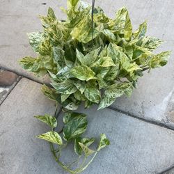 6” Snow Queen Pothos