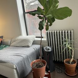 4ft Fiddle Leaf Fig Tree + 12” Pot & Stand 