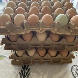Farm Organic Eggs