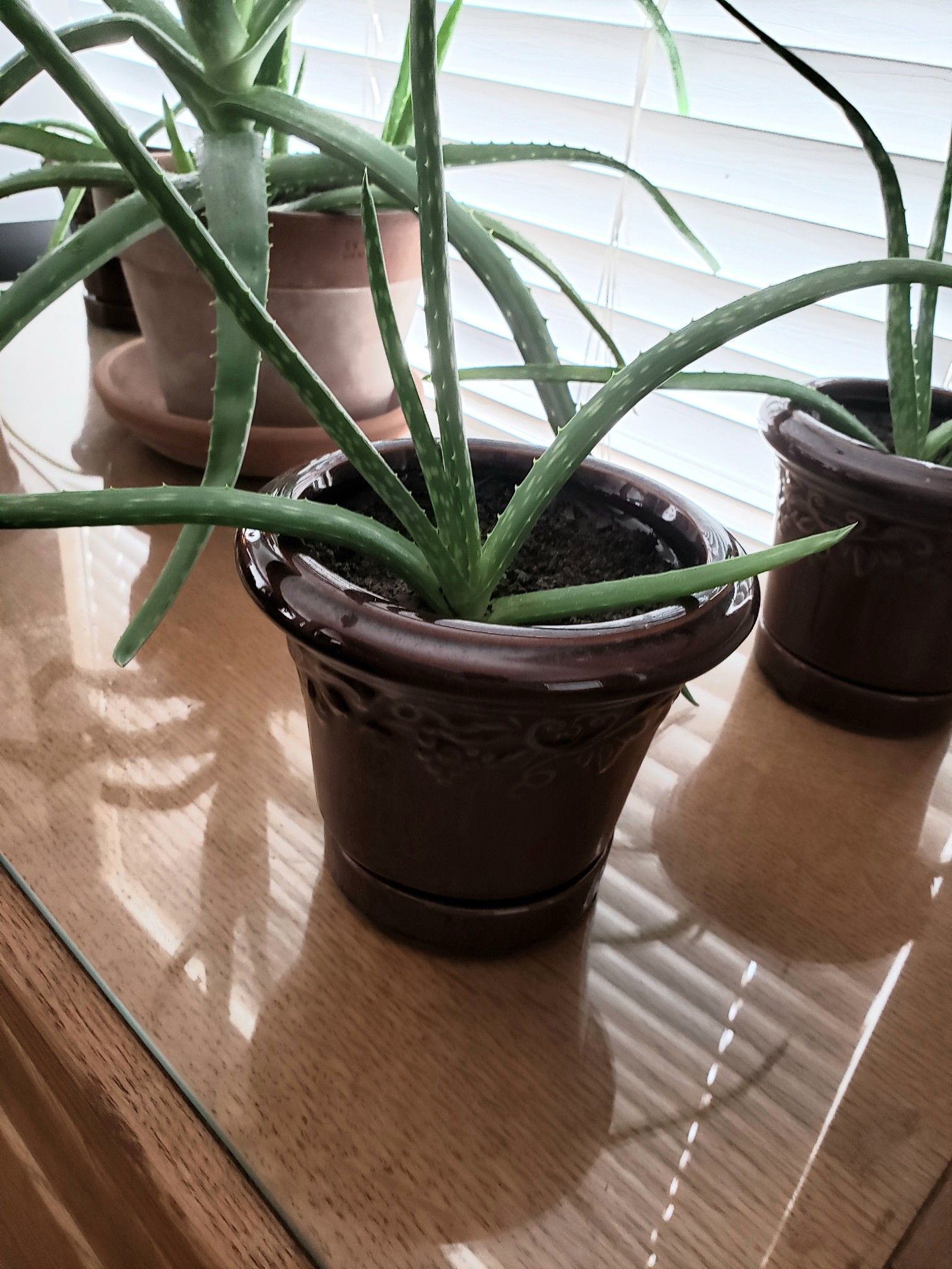 Beautiful Medicinal Aloe Plant in a Decorative Glazed Ceramic Houseplant Pot with built-in Drainage Tray. Have 4 for sale.