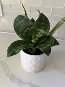 Snake Plant in White Ceramic Pot