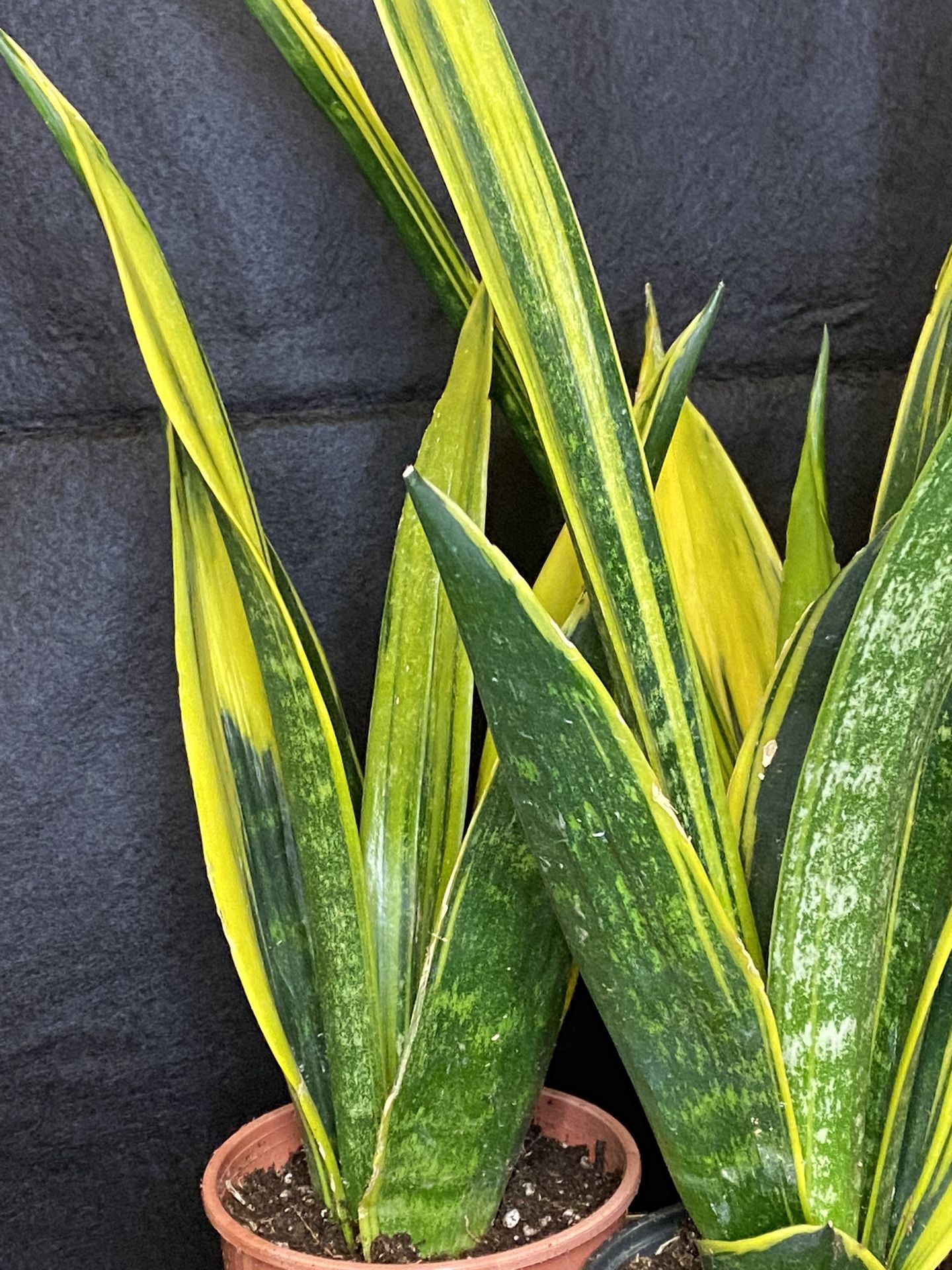 Rare Sansevieria ‘Gold Flame’ | La Rubia Snake Plant | Drought Tolerant | Air Purifying
