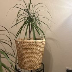 Thriving indoor house plant ready for a home
