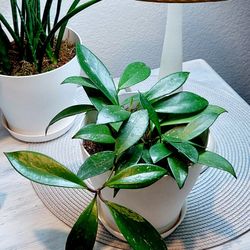 Living Plant 🌱 Hoya (Symbolize Love, Friendship, and Devotion) on 6"H White Pot ::: Indoor