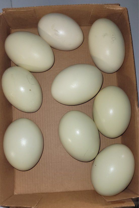 Rhea Eggs Blown Clean Lot Of 9 Crafts White Easter Party Paint Art  