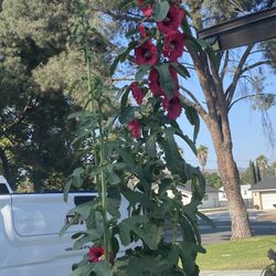 Hollyhock fuchsia seeds / Also 2 Plants for $4 Each 