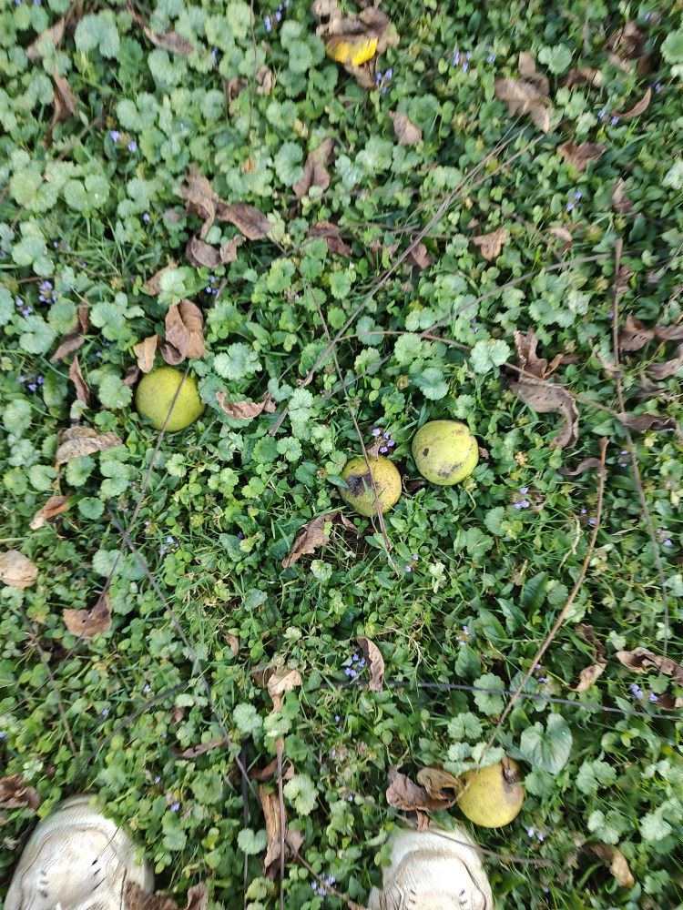 Free Walnuts