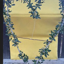 Bonsai Olive Shaped As Heart  ❤️ $60