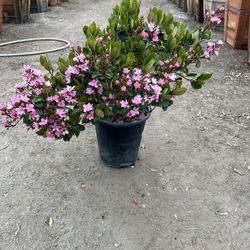 Rhaphiolepis Pink Lady