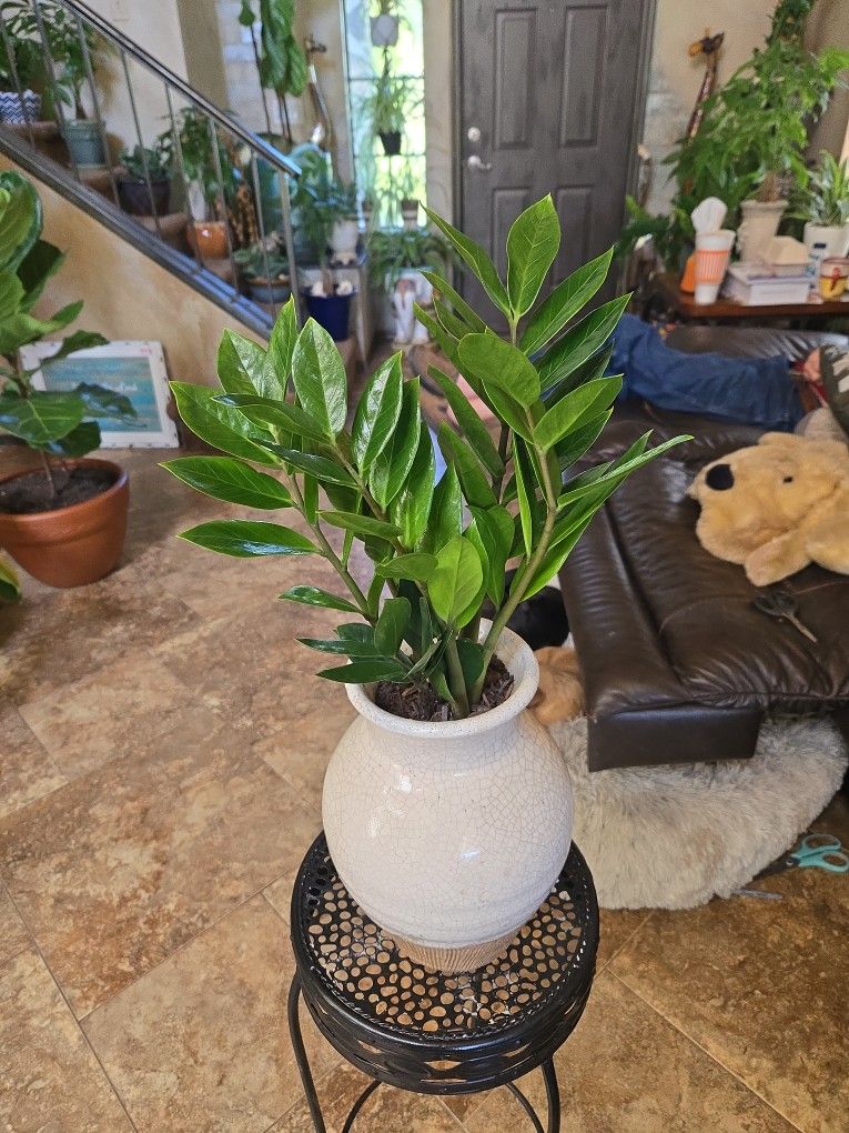 ZZ Plant In New 10in Ceramic Pot With Drainage 
